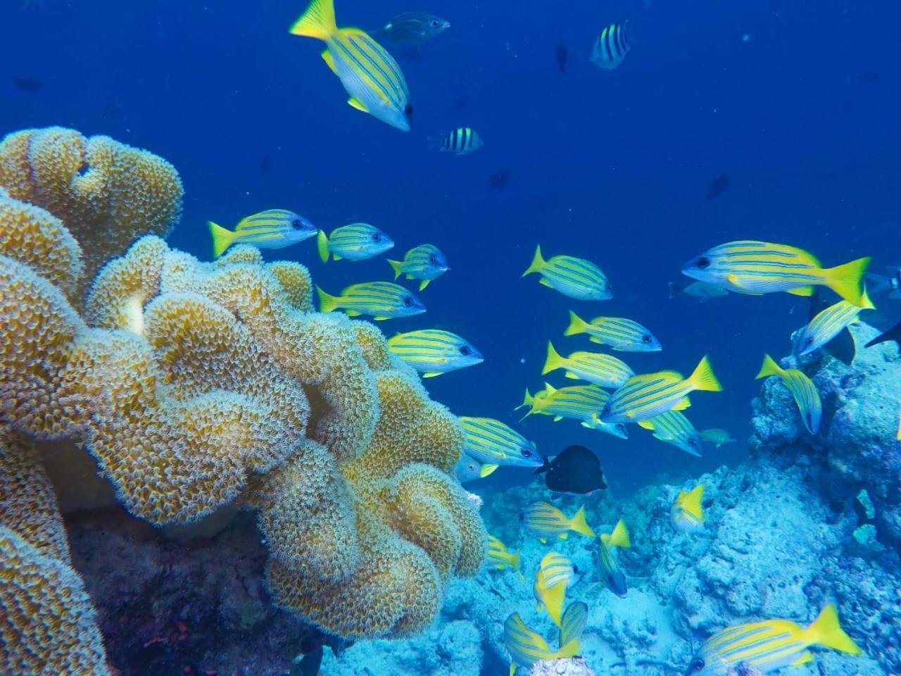 Moodhumaa Inn Guraidhoo  Εξωτερικό φωτογραφία