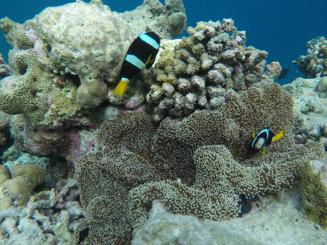 Moodhumaa Inn Guraidhoo  Εξωτερικό φωτογραφία
