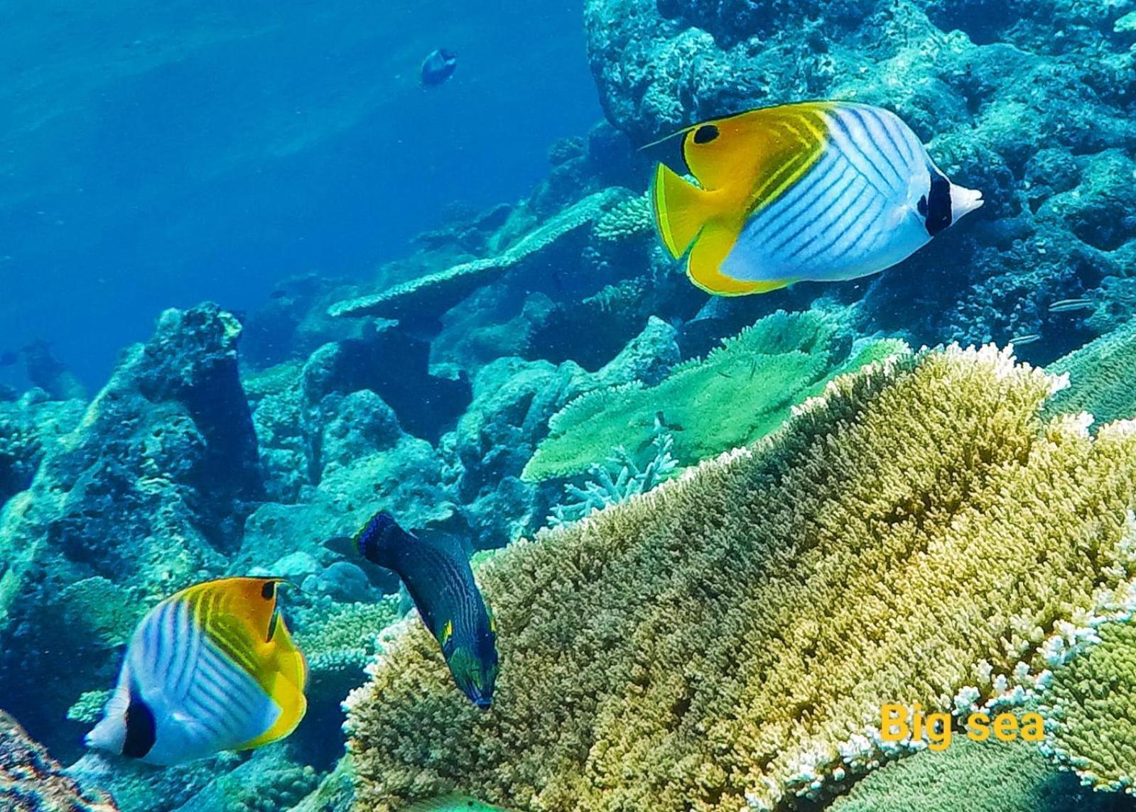 Moodhumaa Inn Guraidhoo  Εξωτερικό φωτογραφία