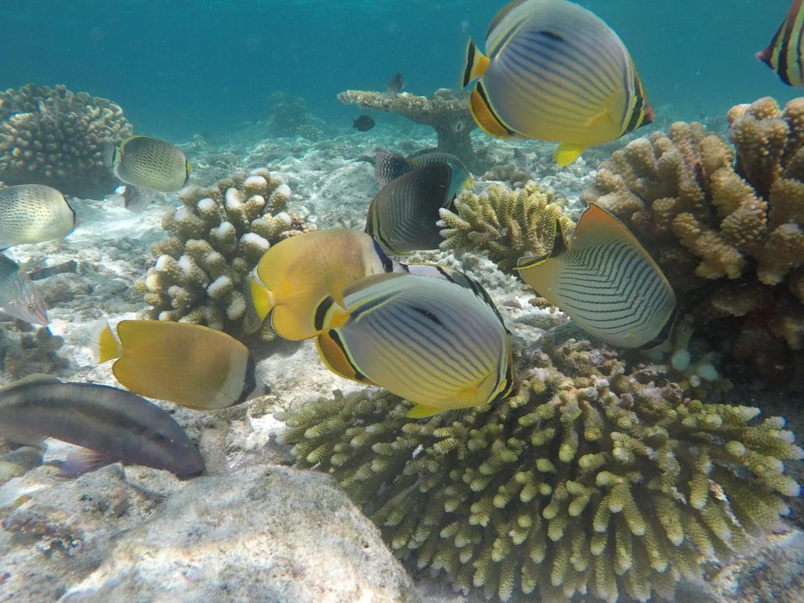 Moodhumaa Inn Guraidhoo  Εξωτερικό φωτογραφία