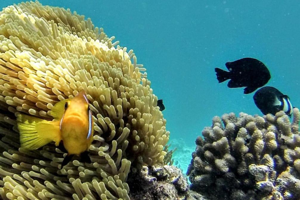 Moodhumaa Inn Guraidhoo  Εξωτερικό φωτογραφία