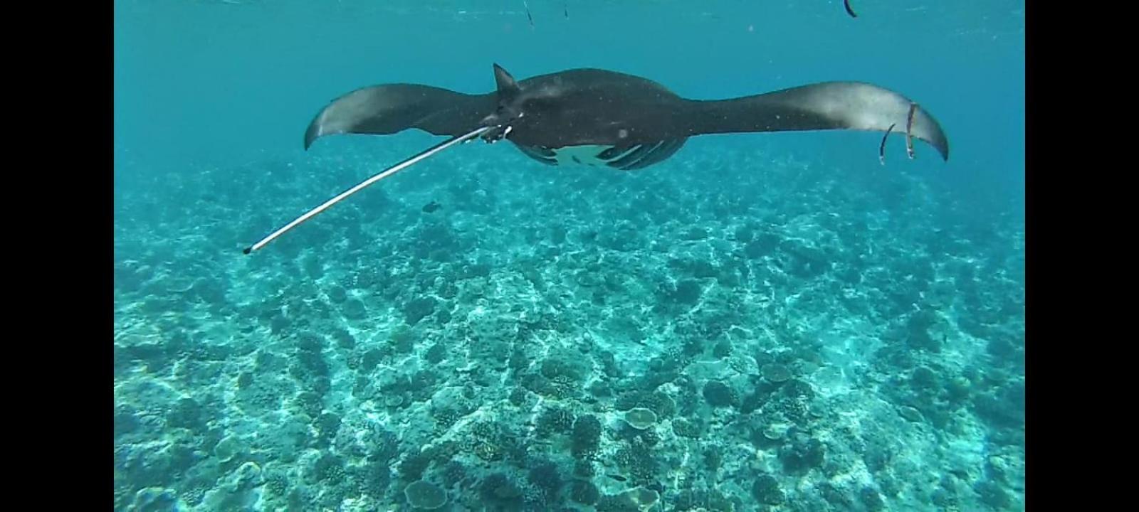 Moodhumaa Inn Guraidhoo  Εξωτερικό φωτογραφία