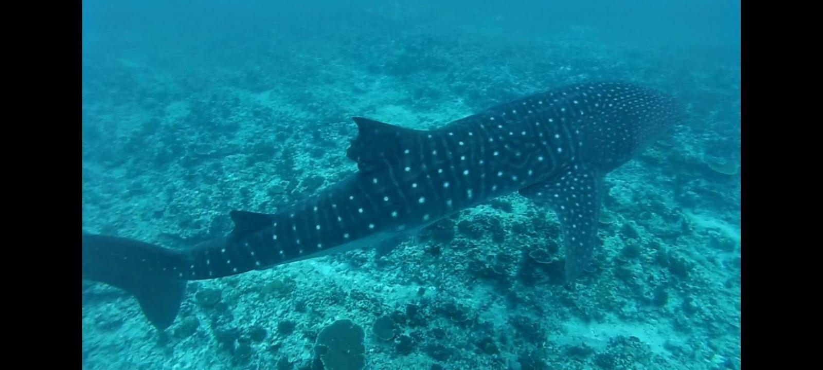 Moodhumaa Inn Guraidhoo  Εξωτερικό φωτογραφία