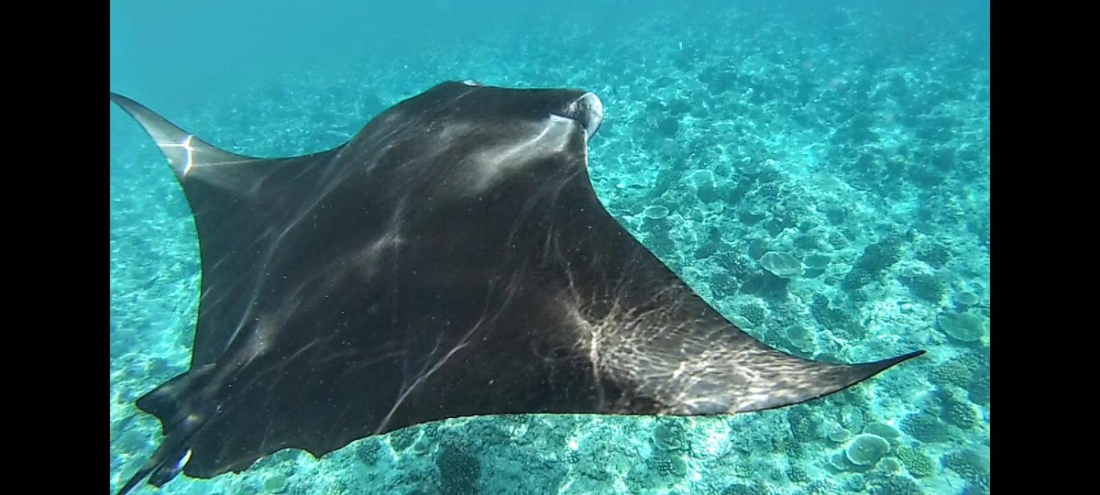 Moodhumaa Inn Guraidhoo  Εξωτερικό φωτογραφία