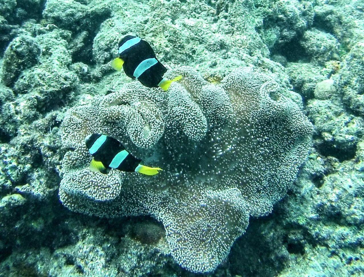 Moodhumaa Inn Guraidhoo  Εξωτερικό φωτογραφία