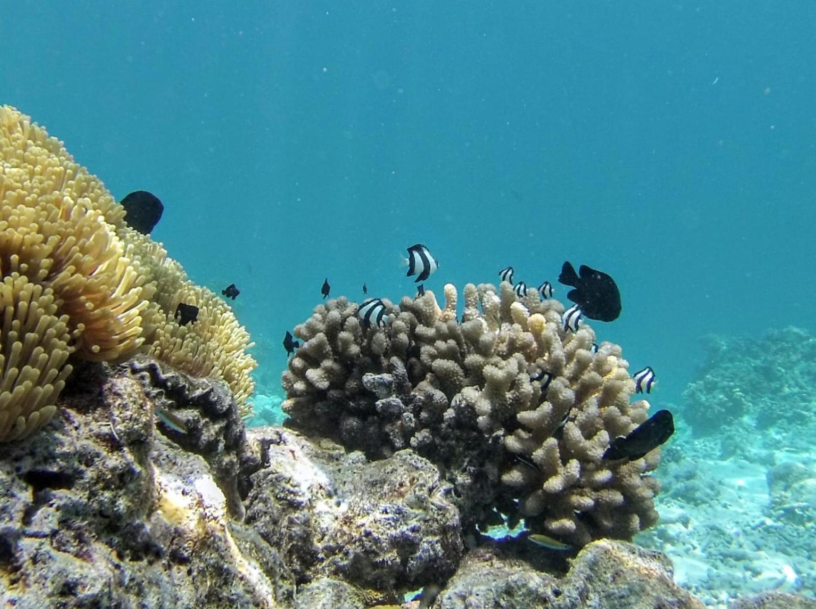 Moodhumaa Inn Guraidhoo  Εξωτερικό φωτογραφία