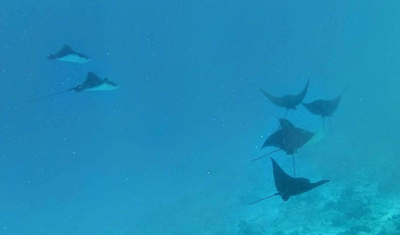 Moodhumaa Inn Guraidhoo  Εξωτερικό φωτογραφία