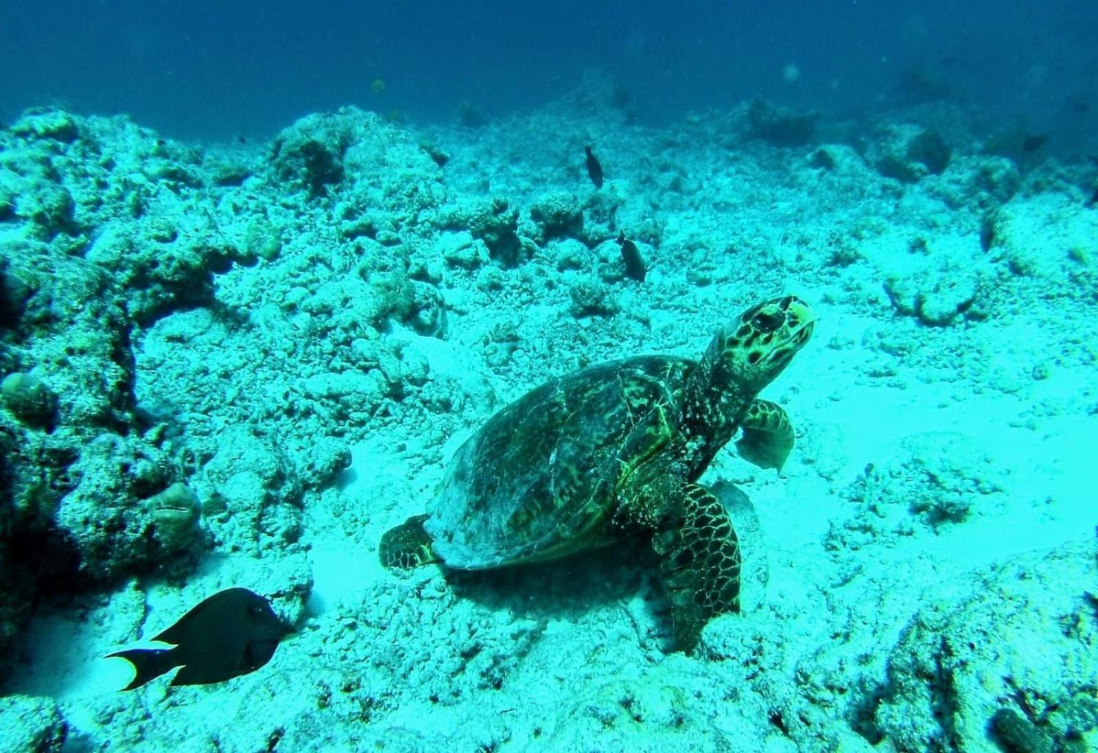 Moodhumaa Inn Guraidhoo  Εξωτερικό φωτογραφία