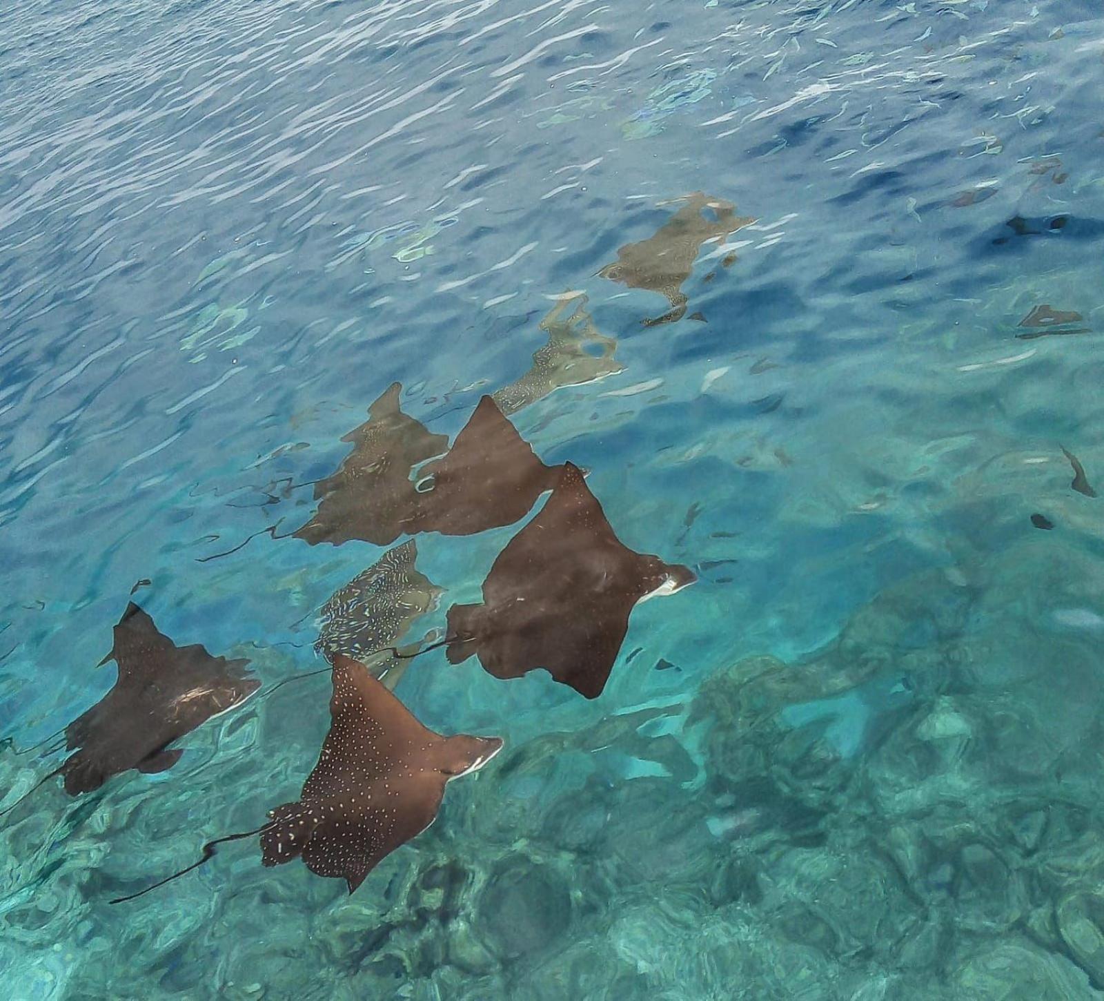 Moodhumaa Inn Guraidhoo  Εξωτερικό φωτογραφία