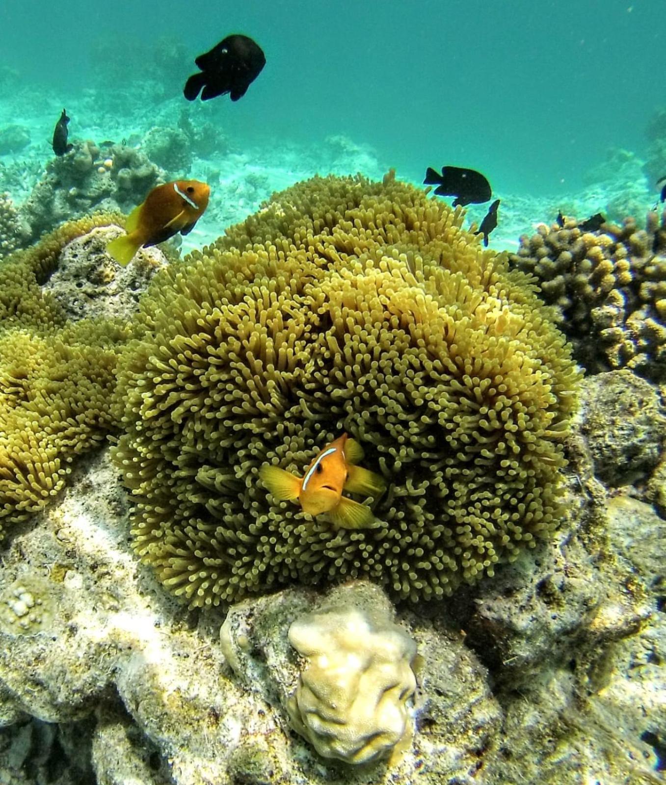 Moodhumaa Inn Guraidhoo  Εξωτερικό φωτογραφία