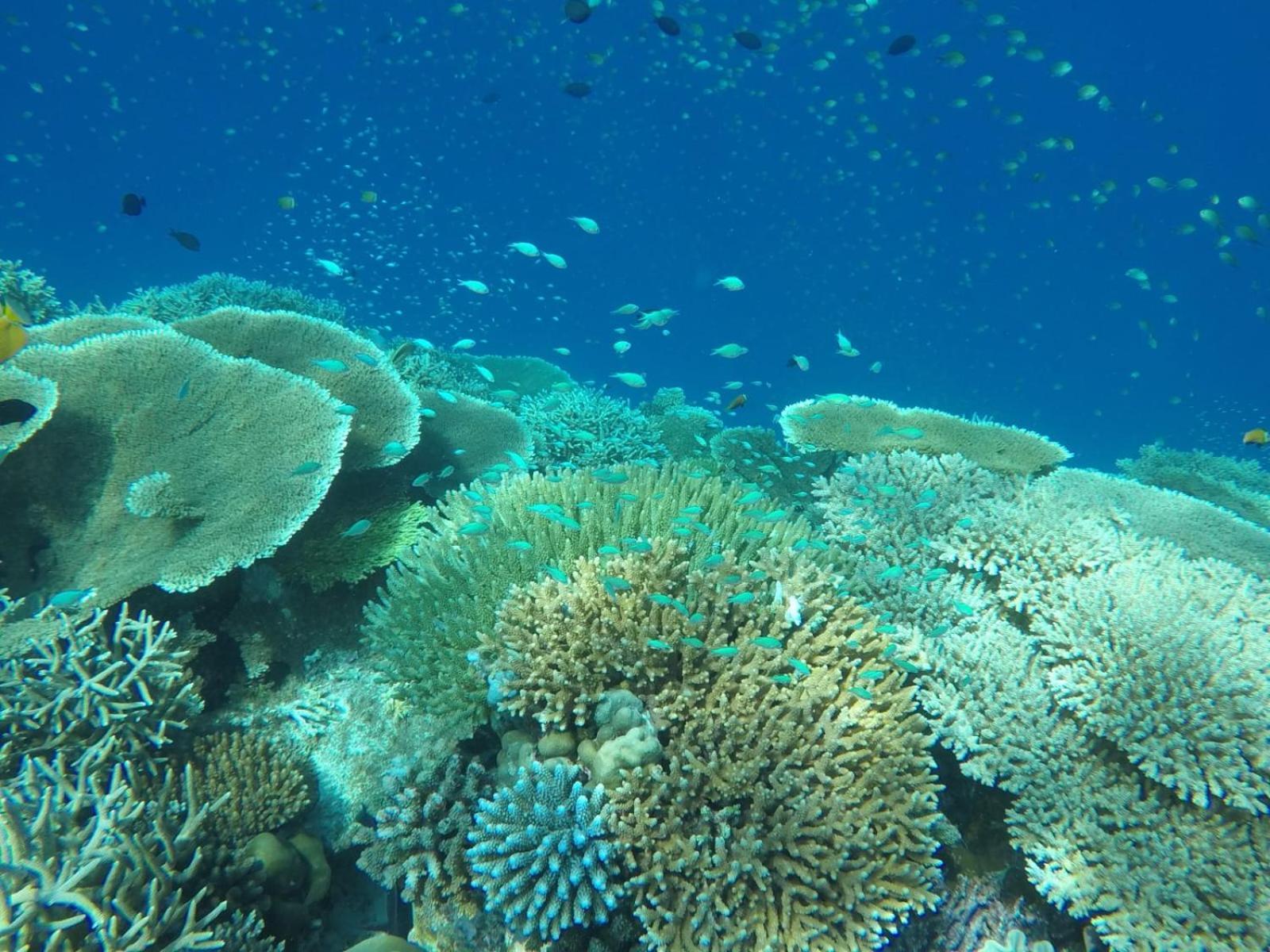 Moodhumaa Inn Guraidhoo  Εξωτερικό φωτογραφία