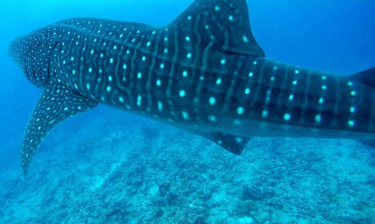 Moodhumaa Inn Guraidhoo  Εξωτερικό φωτογραφία
